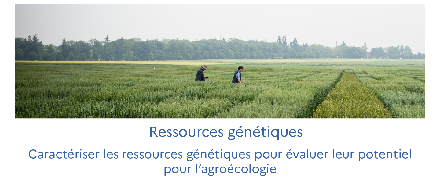 Ressources génétiques