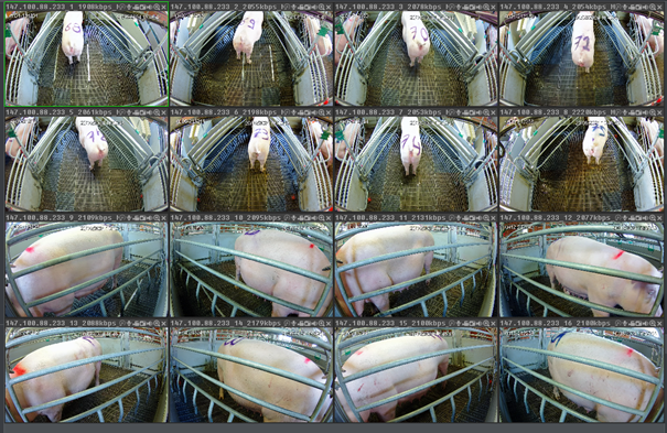 Observation of animal behavior using 3D cameras.