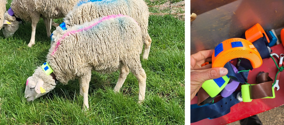 Connected collar equipped with an accelerometer used for small ruminants.