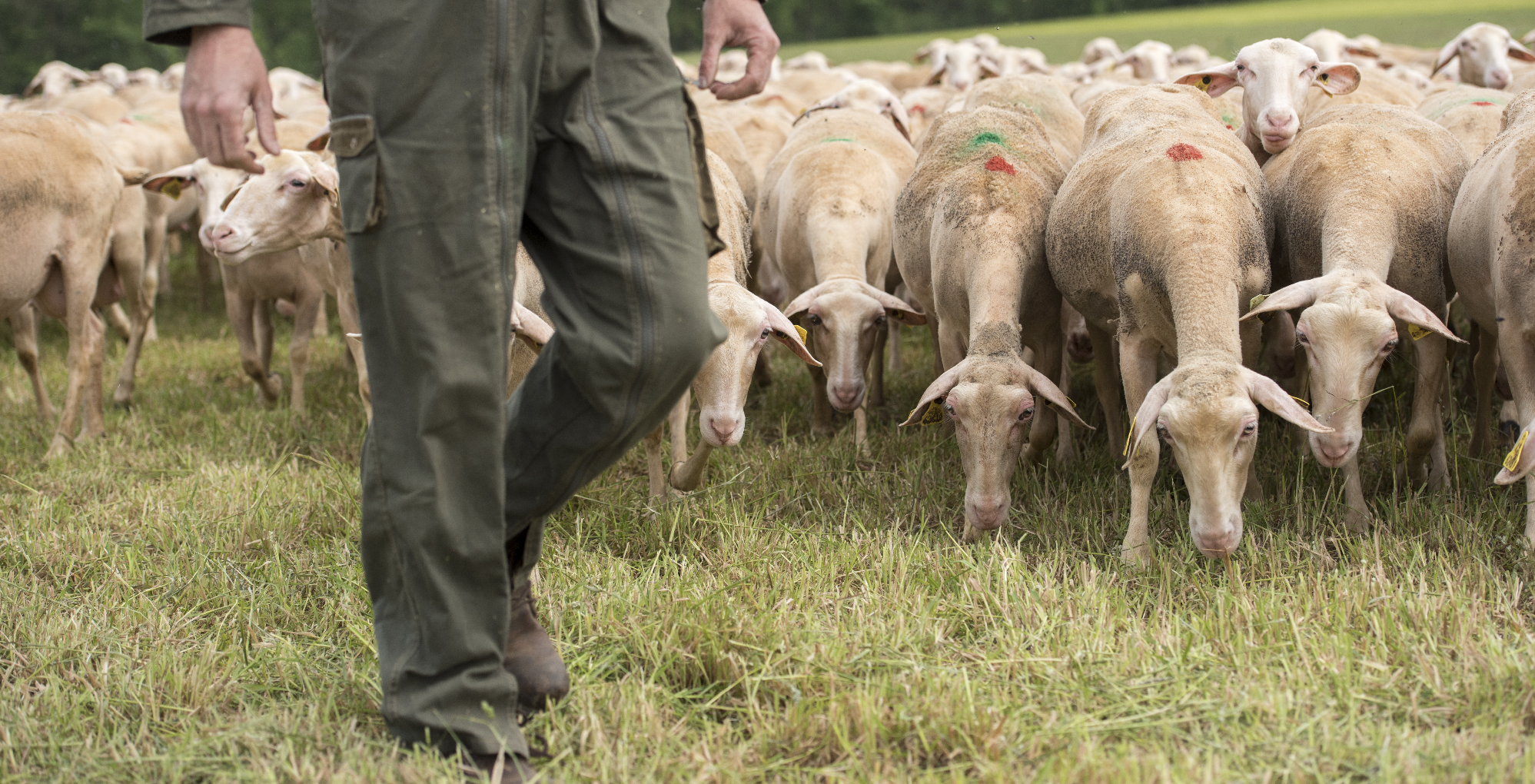 Bandeau CoBreeding