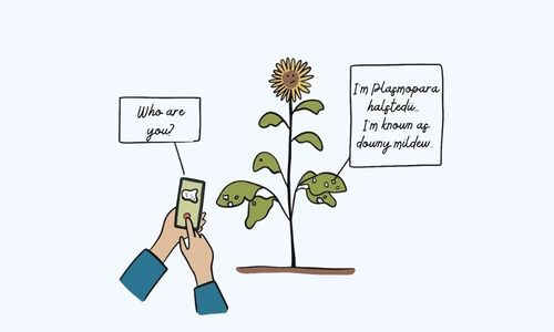 Article PlantNet Fonctionnalit&eacute; maladies_Vignette EN